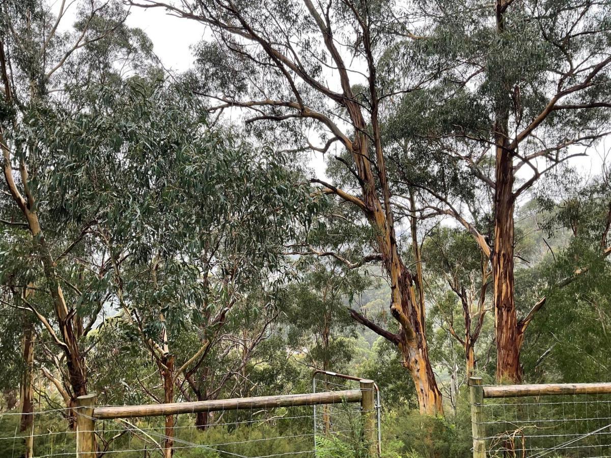 Kookaburra Cabin Villa Warburton Exterior photo