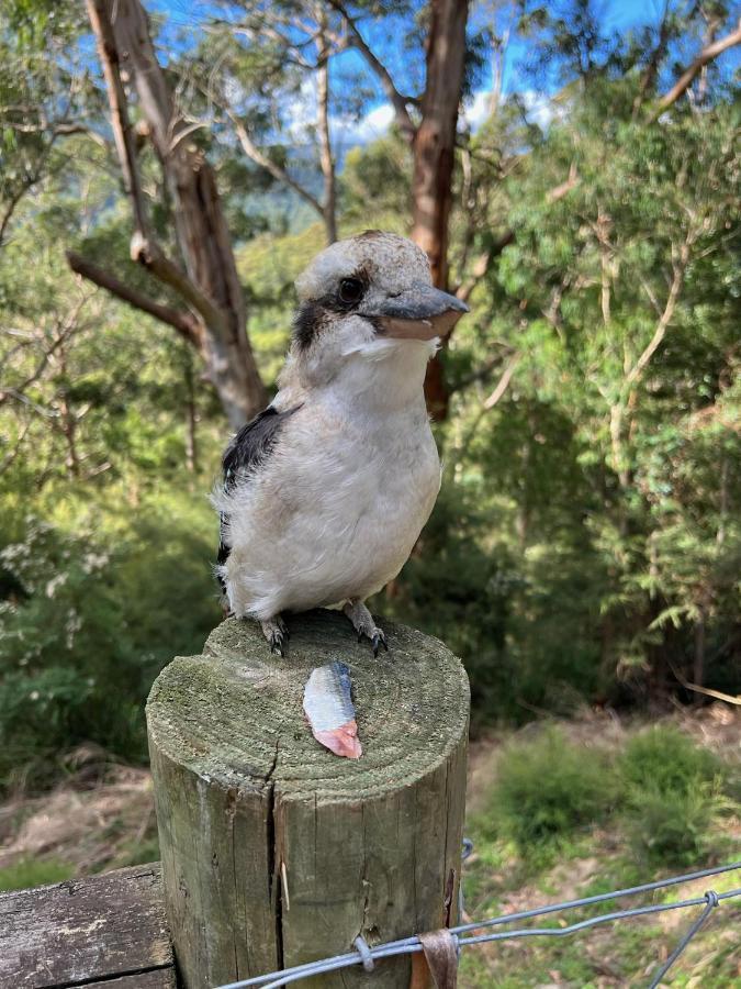 Kookaburra Cabin Villa Warburton Exterior photo